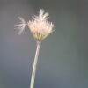 murnong yam daisy microseris lanceolata 1
