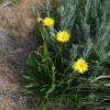 murnong yam daisy microseris lanceolata 2