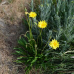 Murnong Yam Daisy | Microseris lanceolata - Native Plant Project