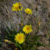 murnong yam daisy microseris lanceolata 3