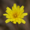 murnong yam daisy microseris lanceolata 4