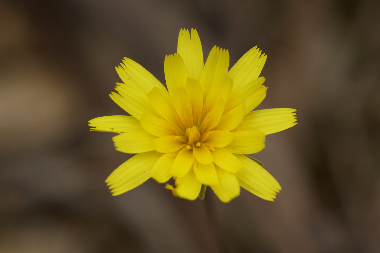 Murnong Yam Daisy Microseris lanceolata Native Plant Project