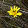 murnong yam daisy microseris lanceolata 5