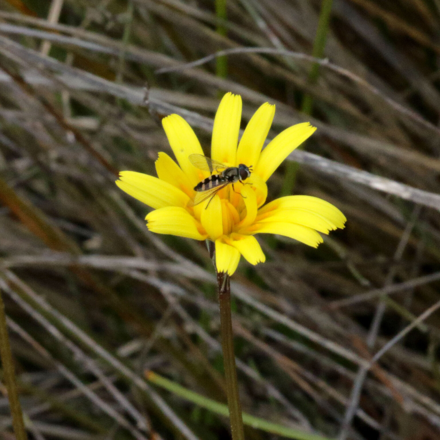 Murnong Yam Daisy Microseris lanceolata Native Plant Project