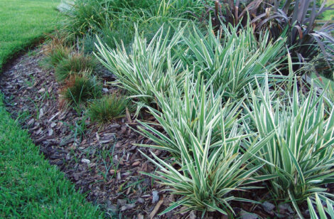 native flax dianella ‘silver streak’ 3