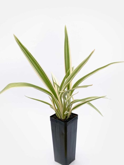 native flax dianella ‘silver streak’ 4