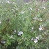 westringia ‘wynyabbie gem 1