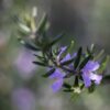 westringia ‘wynyabbie gem 3