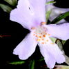 westringia ‘wynyabbie gem 4