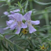 westringia ‘wynyabbie gem 5