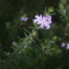 westringia ‘wynyabbie gem 7