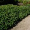 darwinia citriodora prostrate ws