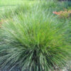 1 lomandra crackerjack crop