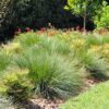 2 lomandra crackerjack