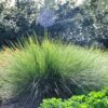 3 lomandra crackerjack