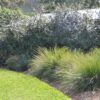 4 lomandra crackerjack