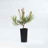 Banksia spinulosa Dwarf Red