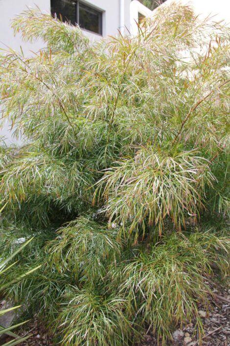 acacia cognata ‘burgundy cascade 1