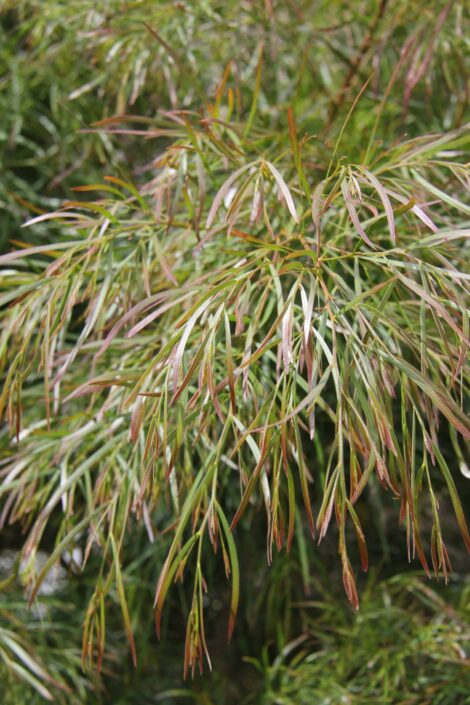 acacia cognata ‘burgundy cascade 2