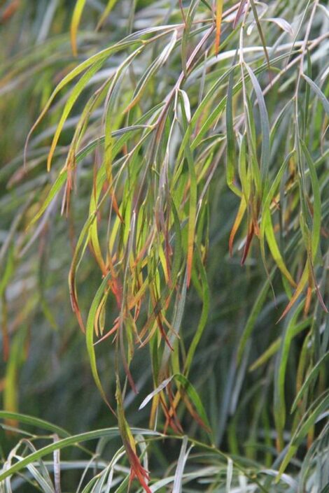 acacia cognata ‘burgundy cascade 3