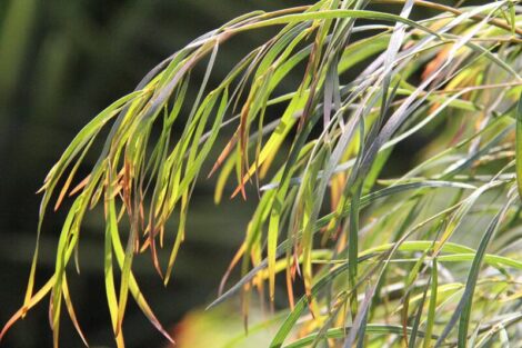 acacia cognata ‘burgundy cascade 4