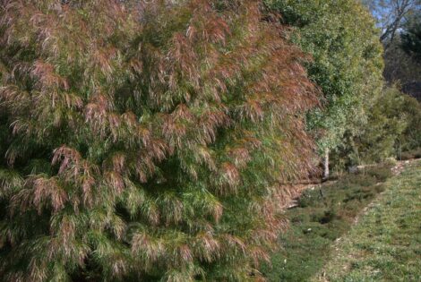 acacia cognata ‘burgundy cascade 6