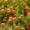 banksia spinulosa ‘dwarf red 1
