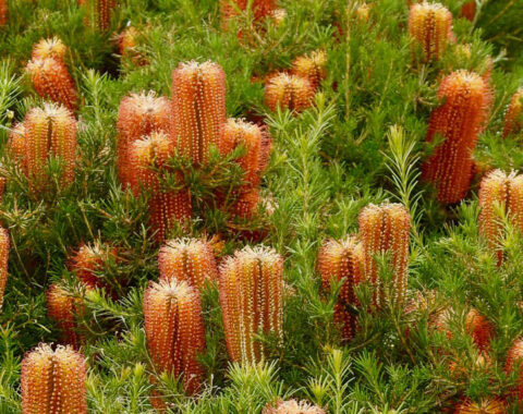 banksia spinulosa ‘dwarf red 1