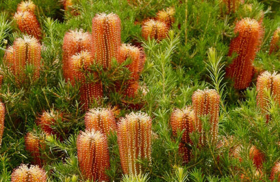 banksia spinulosa ‘dwarf red 1
