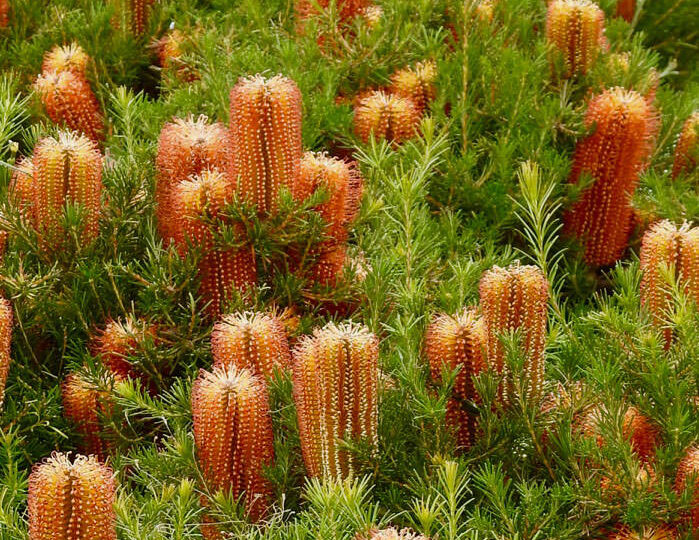 banksia spinulosa ‘dwarf red 1