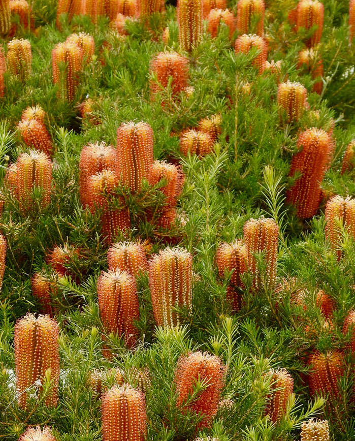 banksia spinulosa ‘dwarf red 1