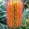 banksia spinulosa ‘dwarf red 2