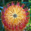 banksia spinulosa ‘dwarf red 3
