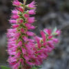 callistemon viminalis ‘pink alma 1 2