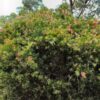 callistemon viminalis ‘pink alma 2 1