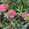 callistemon viminalis ‘pink alma 3 1