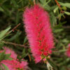 callistemon viminalis ‘pink alma 4 1