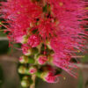 callistemon viminalis ‘pink alma 5 1