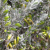 eremophila glabra ‘silver ball1