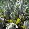 eremophila glabra ‘silver ball2