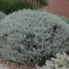 eremophila glabra ‘silver ball3