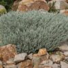 eremophila glabra ‘silver ball4