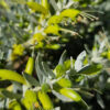 eremophila glabra ‘silver ball5
