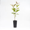 Backhousia citriodora