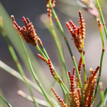 allocasuarina paludosa swamp sheoak 1