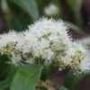 backhousia citriodora lemon myrtle 1