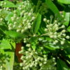 backhousia citriodora lemon myrtle 2