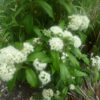 backhousia citriodora lemon myrtle 3