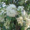 backhousia citriodora lemon myrtle 4
