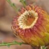 banksia nivea honeypot dryandra 2